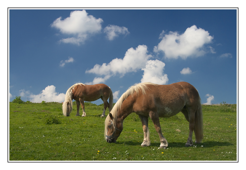 Wiesenpferdchen