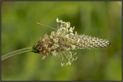 WIESENPFLANZE