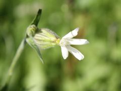 Wiesenpflanze