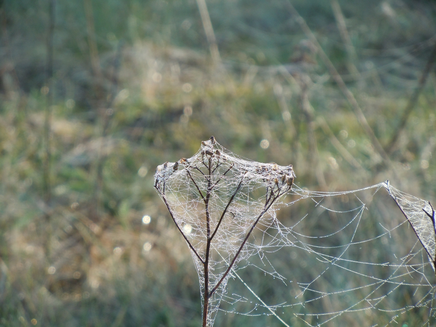 Wiesenpflanze im Morgentau