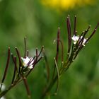 Wiesenpflanzen