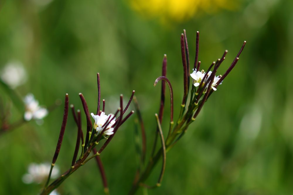 Wiesenpflanzen