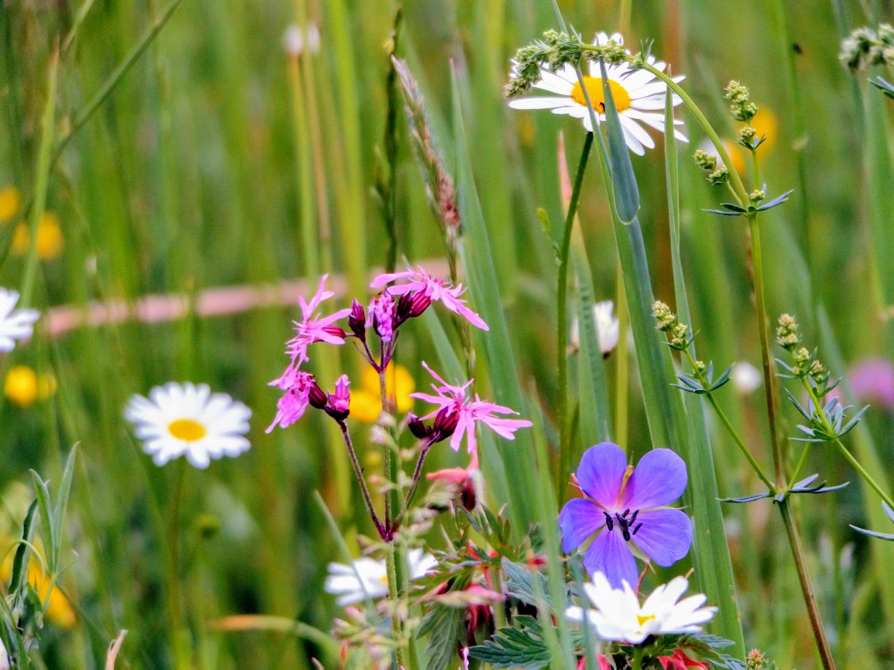 Wiesenpflanzen