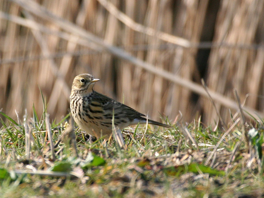 Wiesenpieper