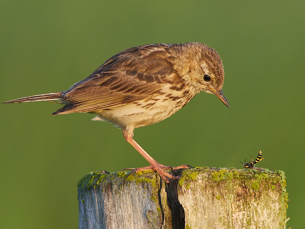 Wiesenpieper