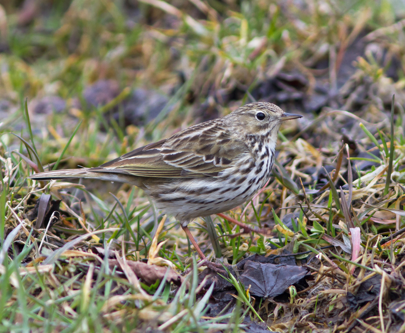 Wiesenpieper