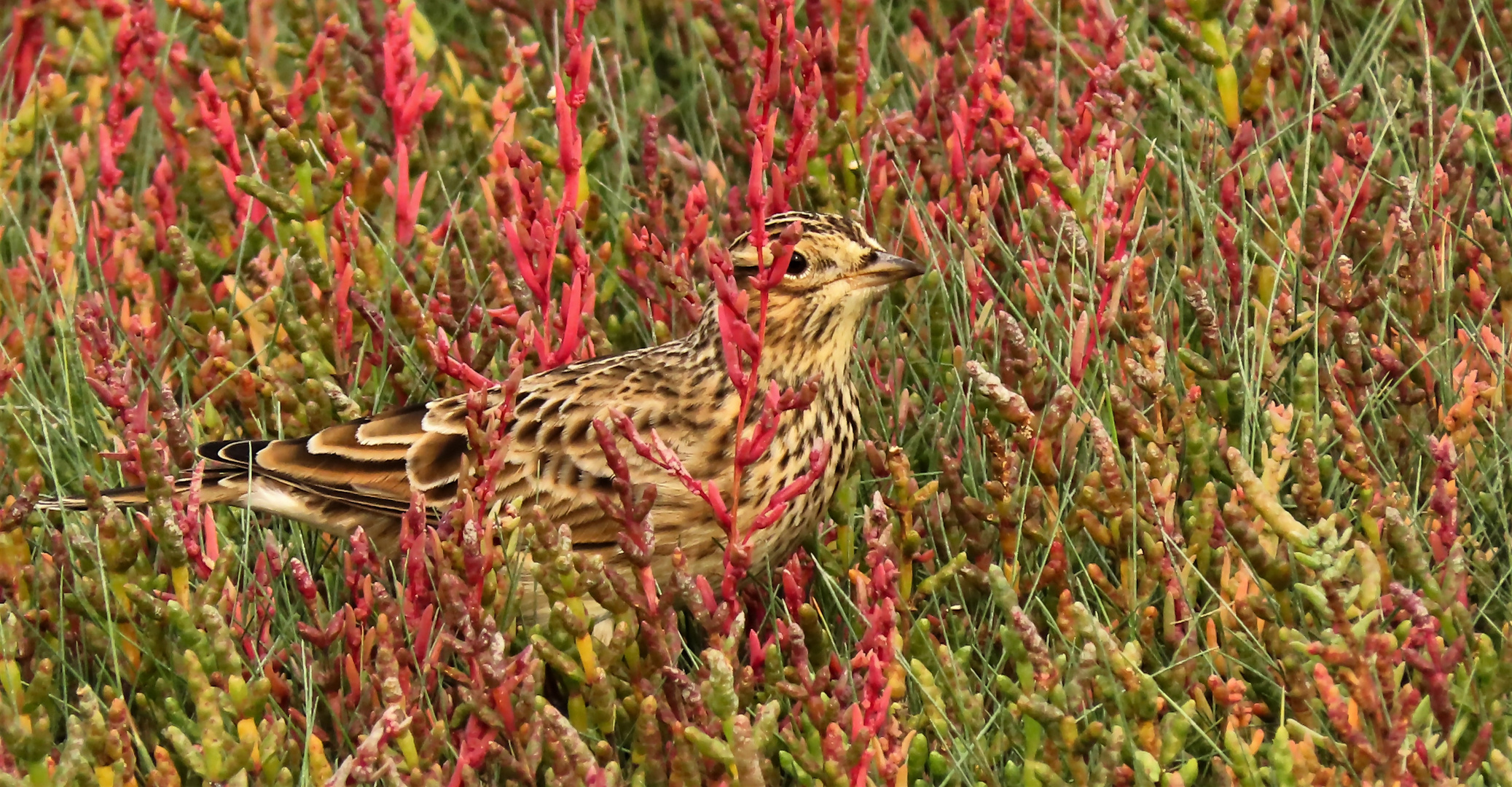 Wiesenpieper