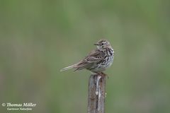 Wiesenpieper