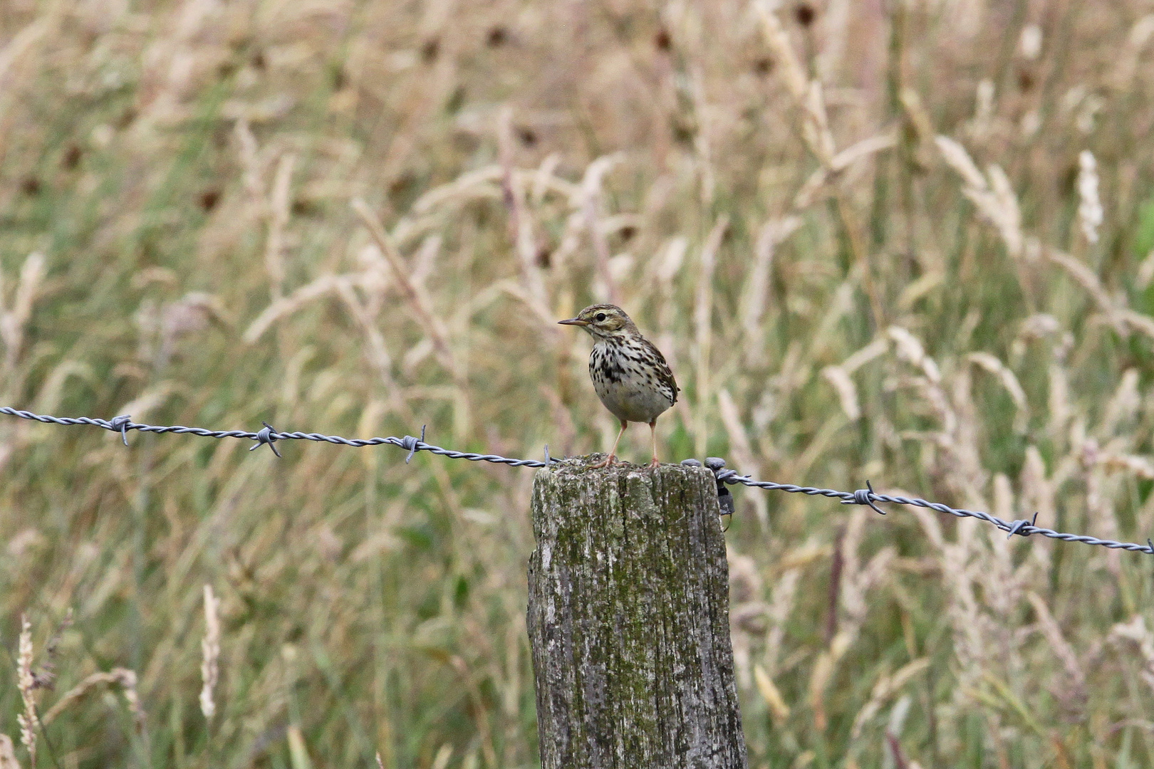 Wiesenpieper