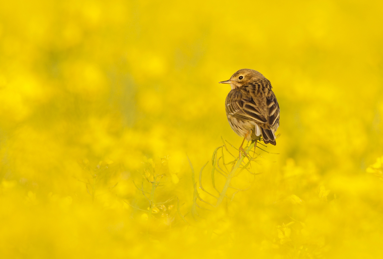 Wiesenpieper 