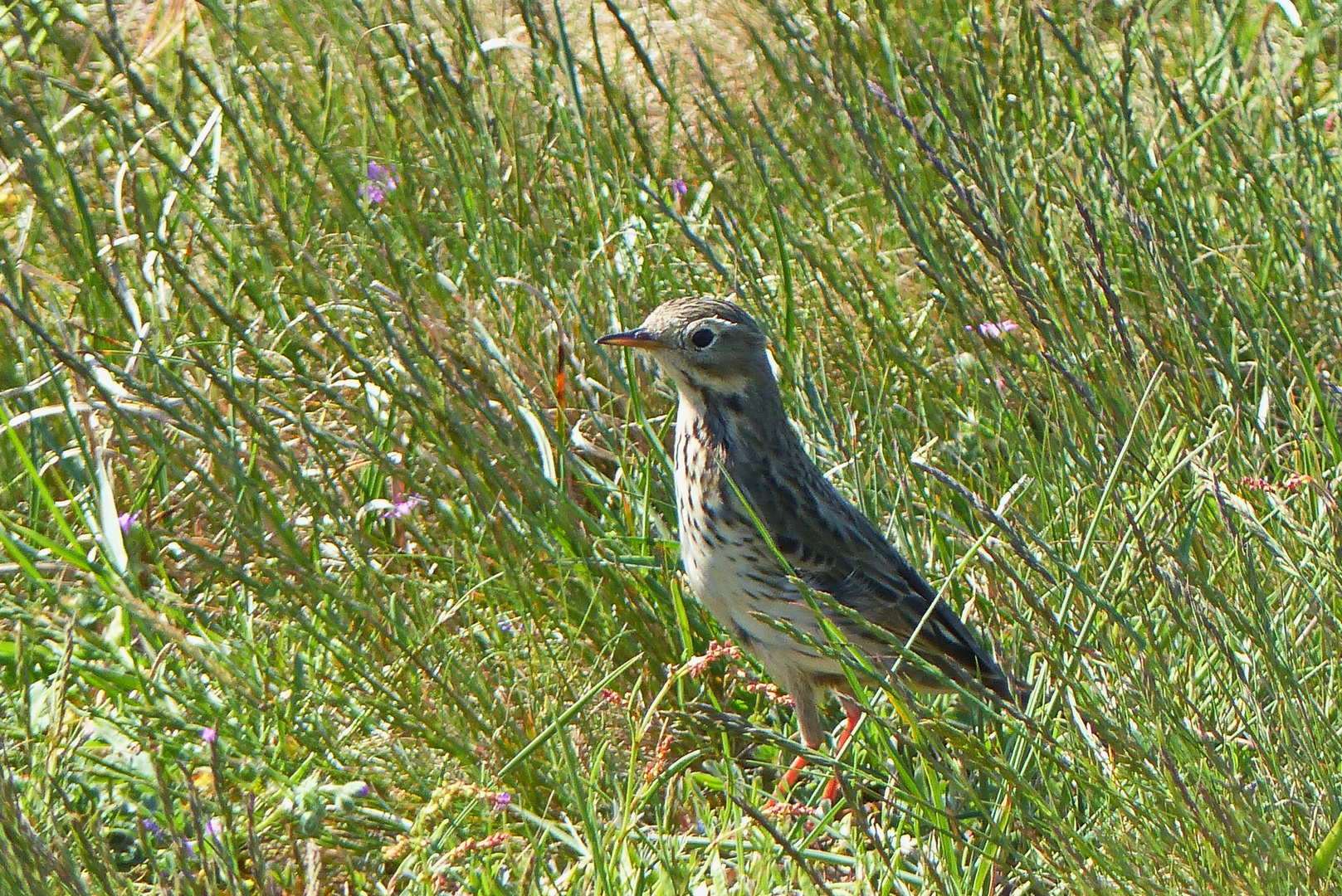  Wiesenpieper  