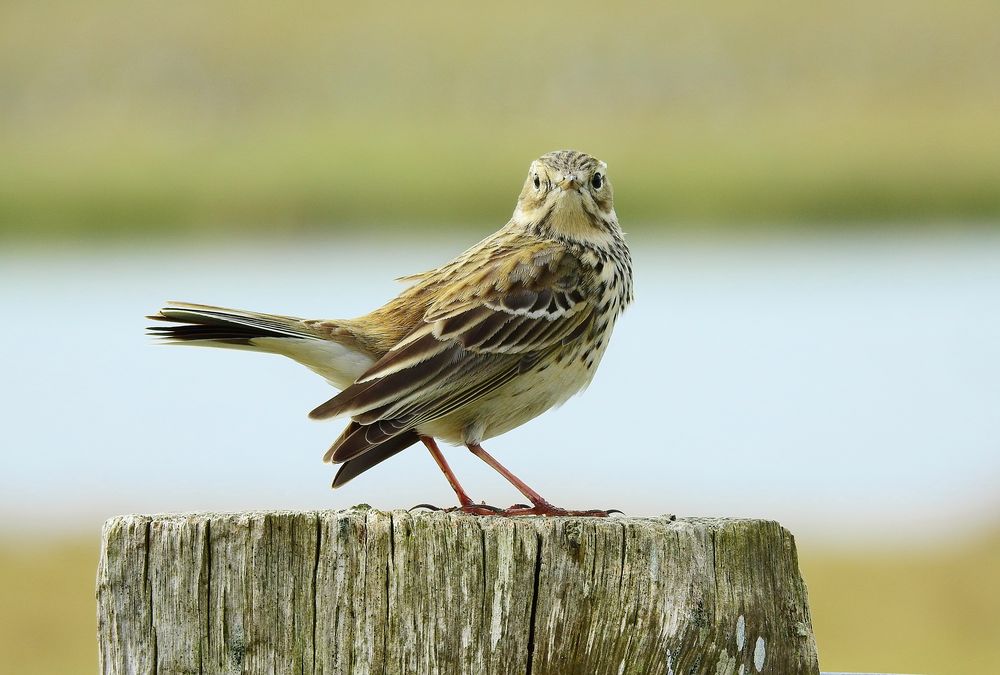 Wiesenpieper