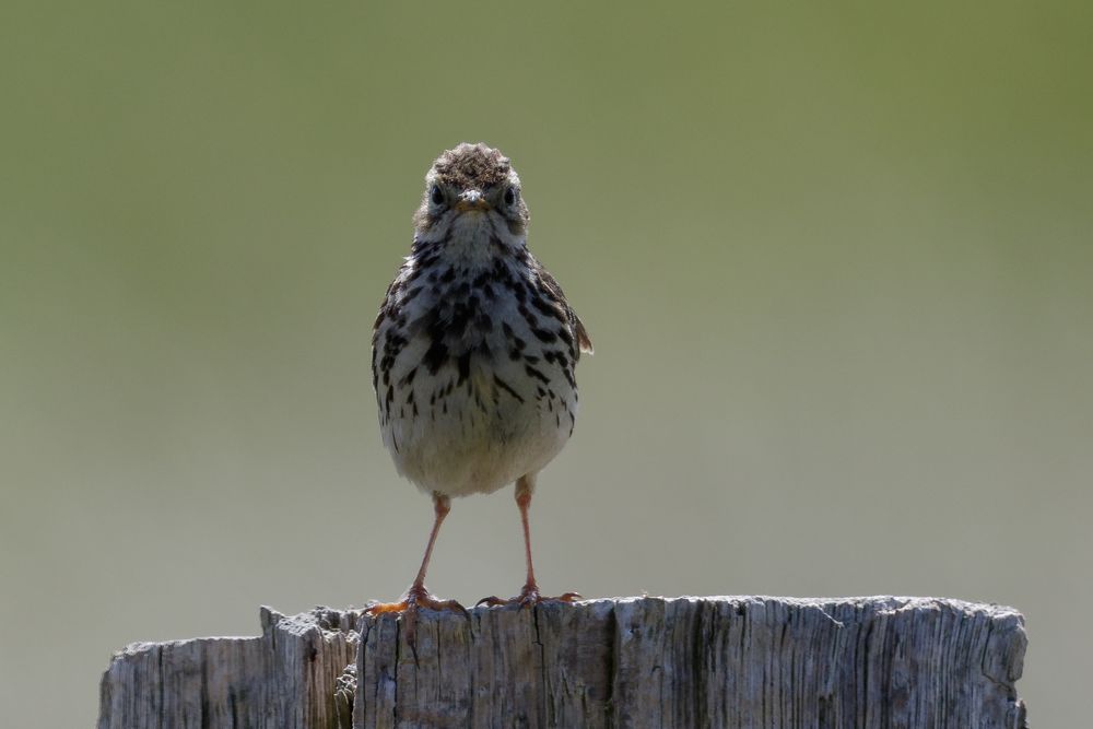 Wiesenpieper