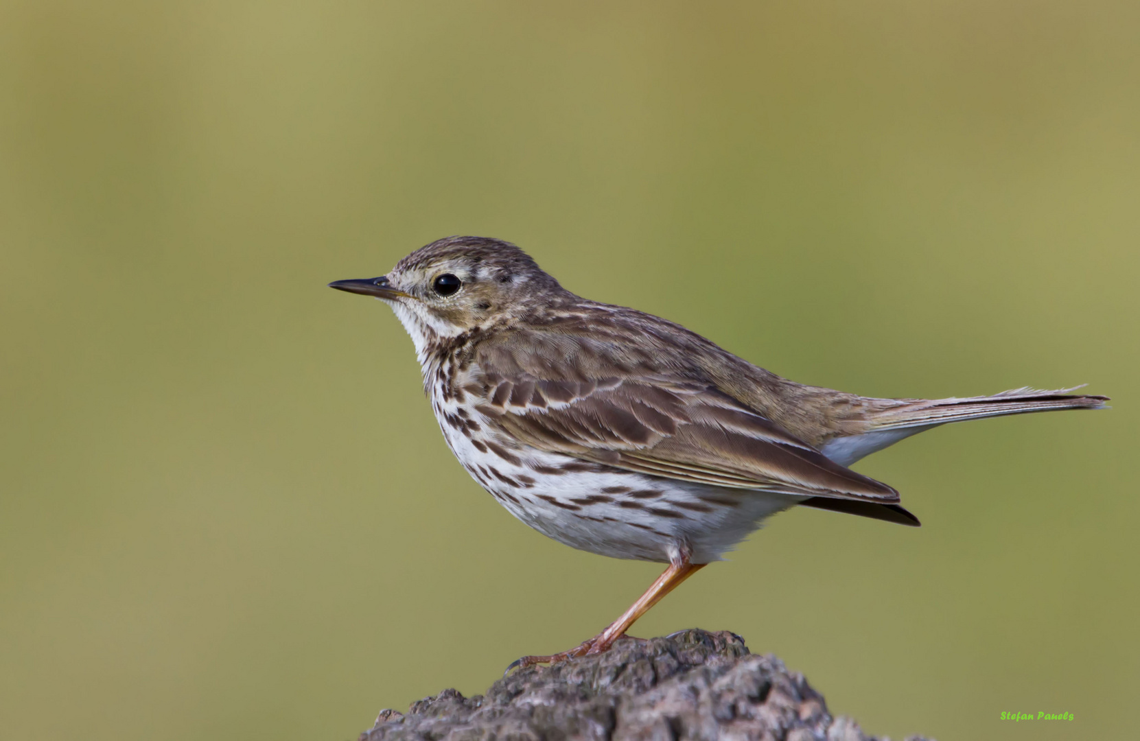 Wiesenpieper