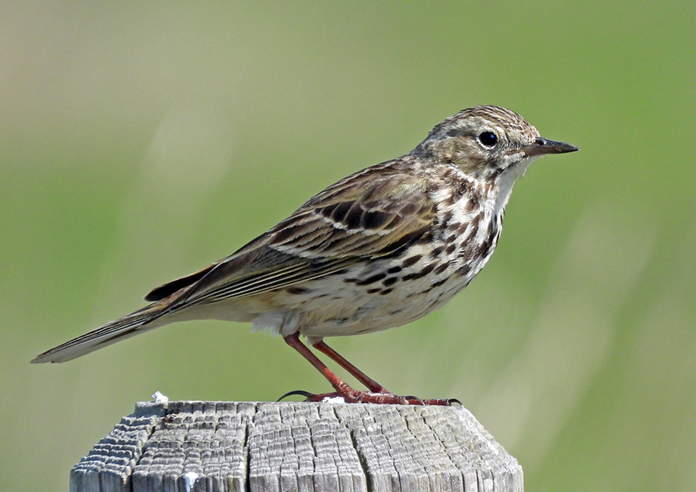 Wiesenpieper