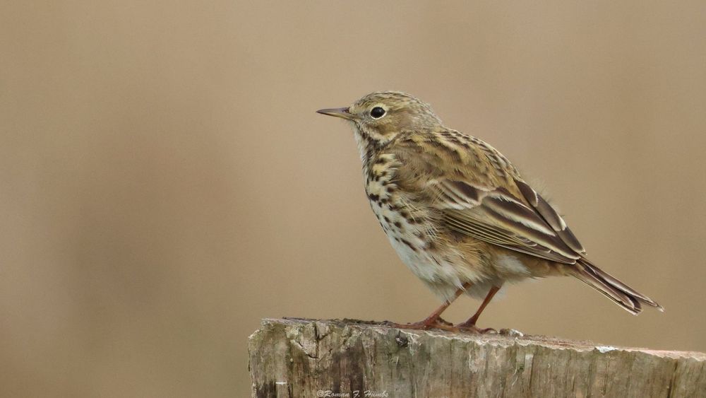 Wiesenpieper Foto & Bild tiere, wildlife, wild lebende vögel Bilder
