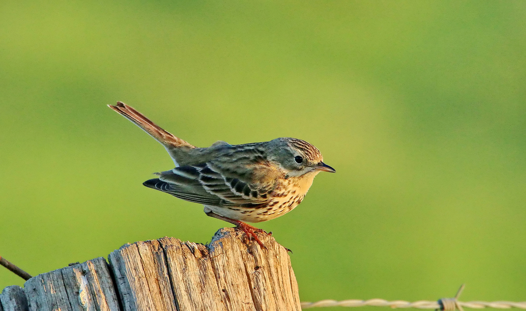 Wiesenpieper