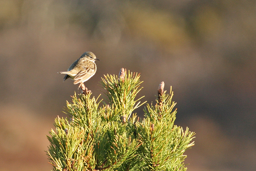 Wiesenpieper