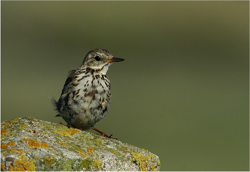 Wiesenpieper