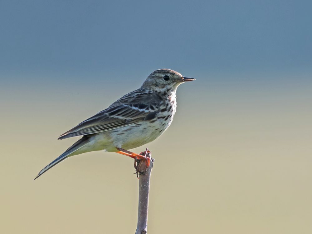 Wiesenpieper