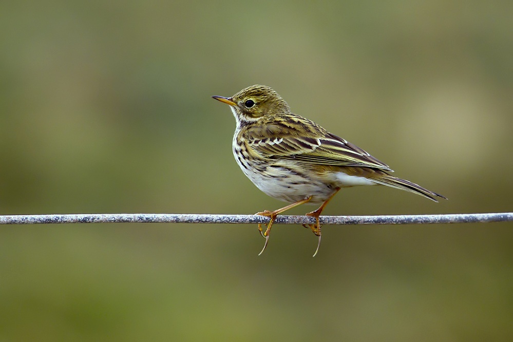 Wiesenpieper