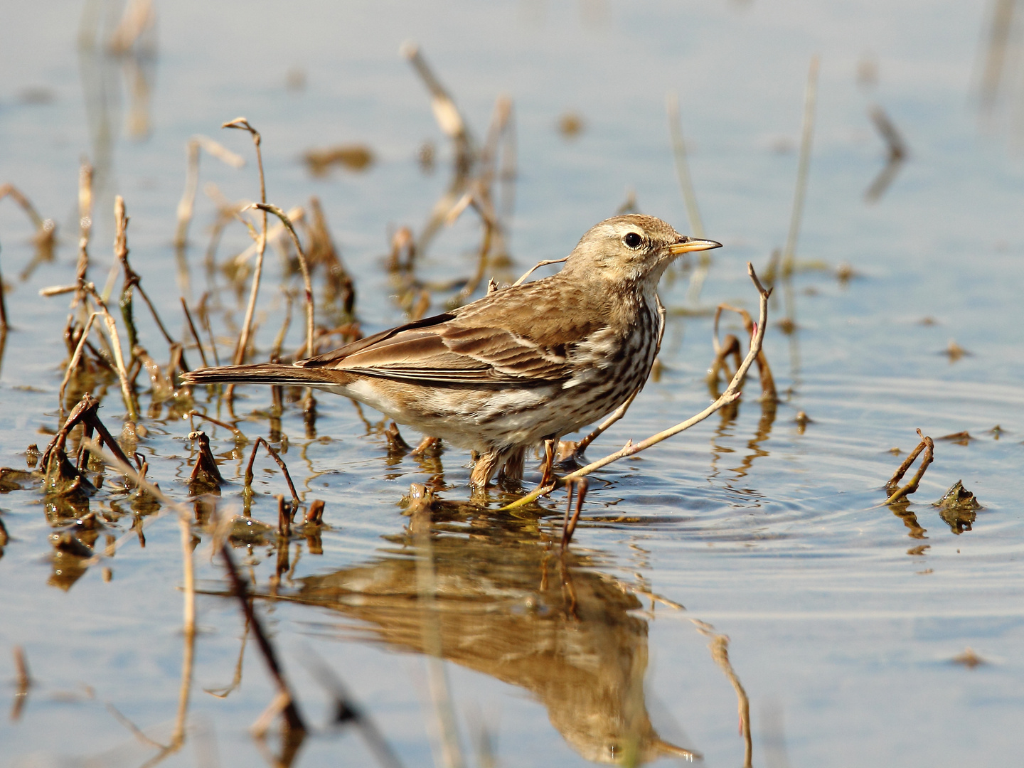 Wiesenpieper als Watvogel