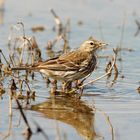 Wiesenpieper als Watvogel