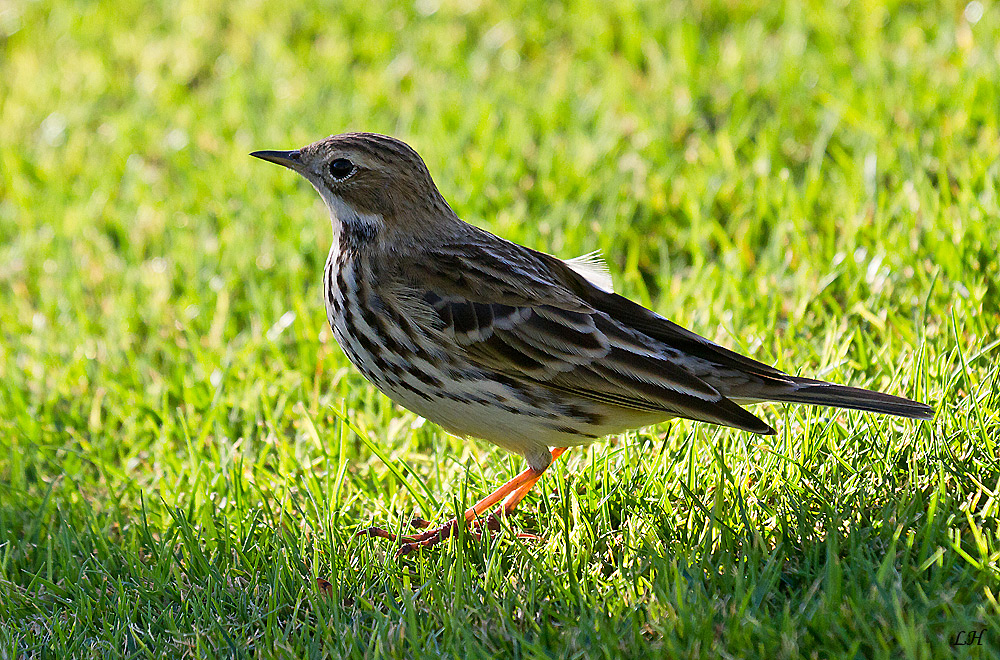 Wiesenpieper ( Anthus prantensis )