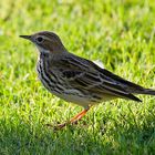 Wiesenpieper ( Anthus prantensis )