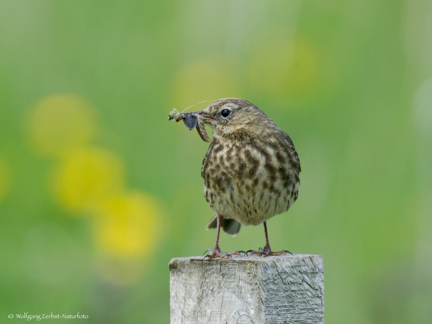 - WIESENPIEPER -  ( Anthus prarensis )