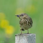 - WIESENPIEPER -  ( Anthus prarensis )