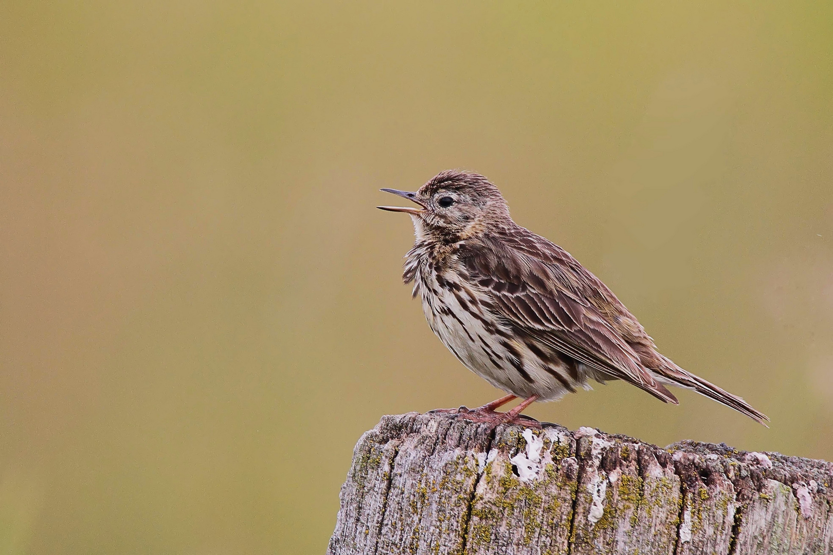 Wiesenpieper (Anthus pratensis)