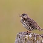 Wiesenpieper (Anthus pratensis)