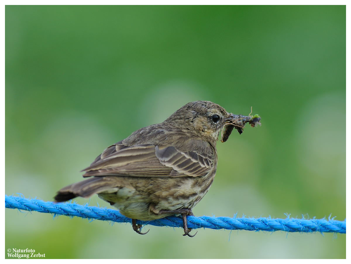 ---- Wiesenpieper ---- ( Anthus pratensis )