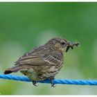 ---- Wiesenpieper ---- ( Anthus pratensis )