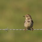 Wiesenpieper ( Anthus pratensis )