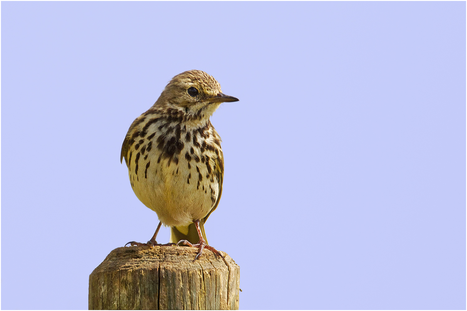 Wiesenpieper (Anthus pratensis)