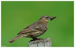 ---- Wiesenpieper ---- ( Anthus pratensis )