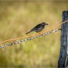 Wiesenpieper (Anthus pratensis)