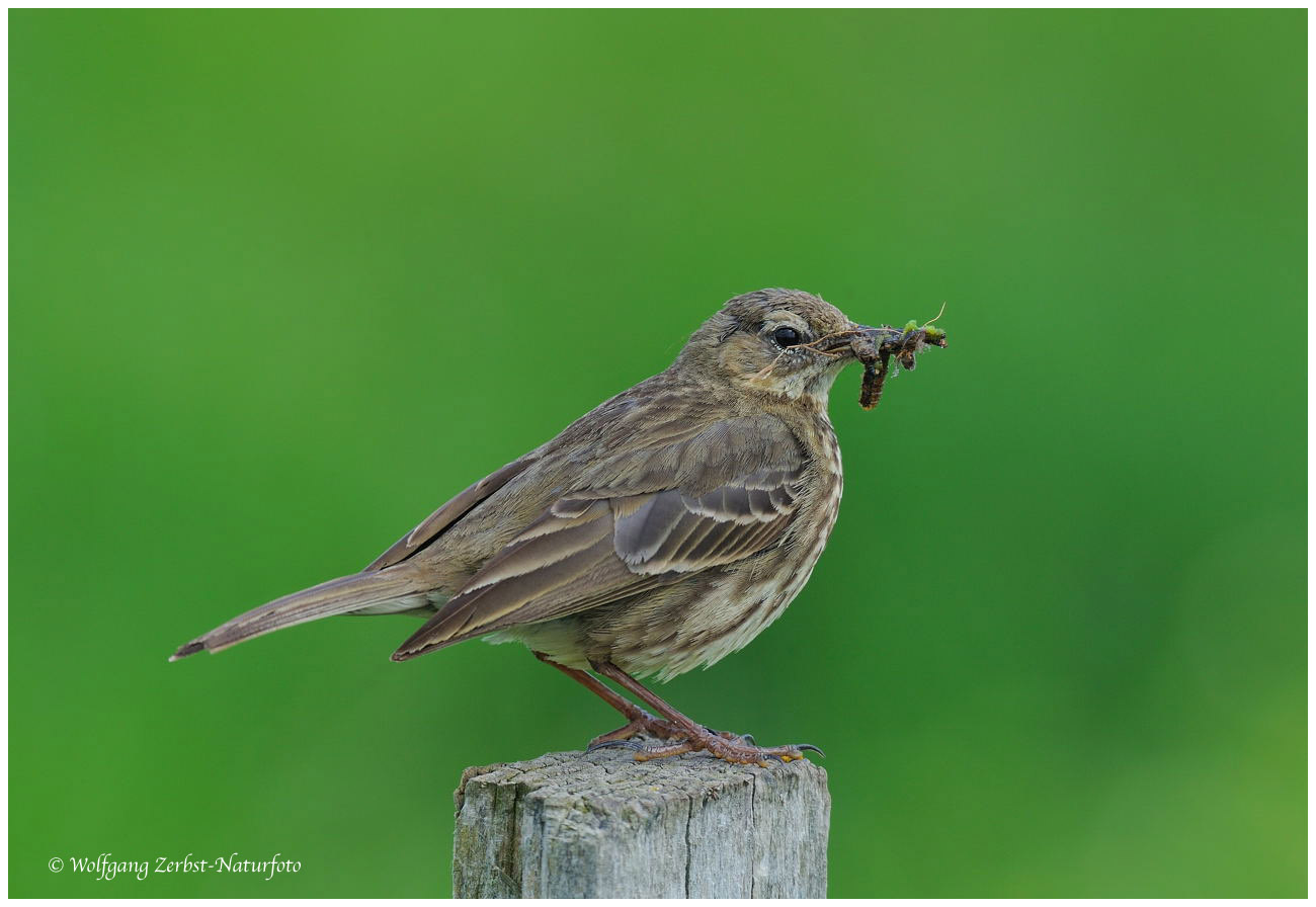 --- Wiesenpieper --- ( Anthus pratensis )