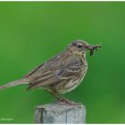 --- Wiesenpieper --- ( Anthus pratensis )