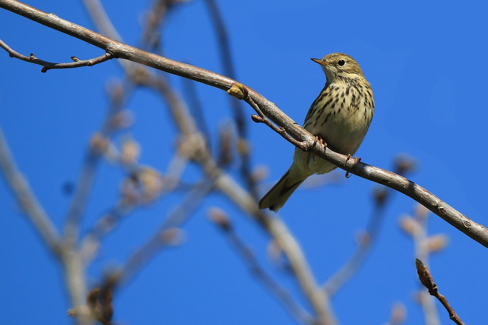 Wiesenpieper (Anthus pratensis)