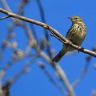 Wiesenpieper (Anthus pratensis)