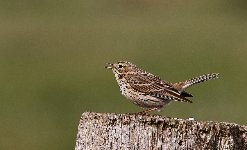 Wiesenpieper (Anthus pratensis)