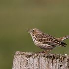 Wiesenpieper (Anthus pratensis)