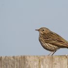 Wiesenpieper - Anthus pratensis