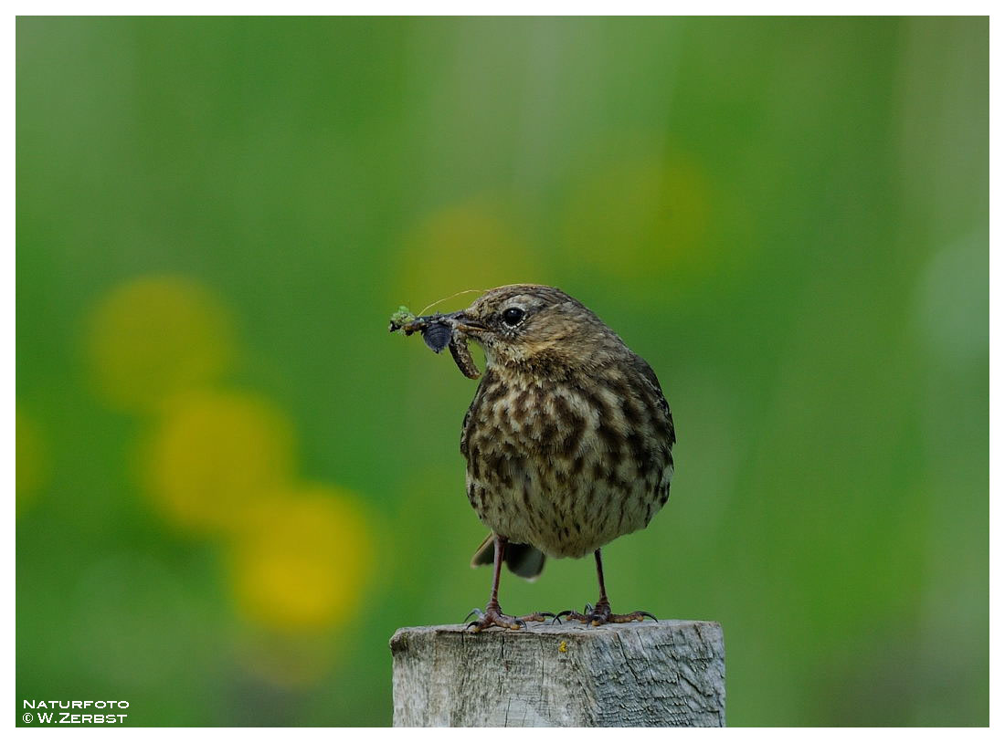 - Wiesenpieper - ( Anthus pratensis )