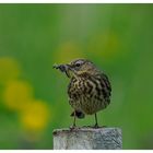 - Wiesenpieper - ( Anthus pratensis )