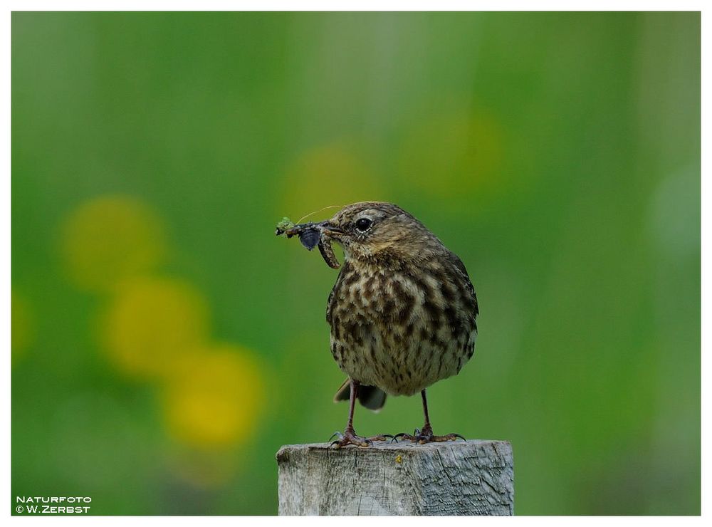 - Wiesenpieper - ( Anthus pratensis )