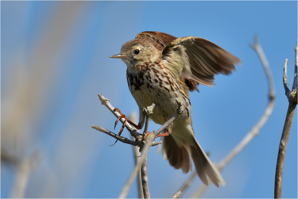 Wiesenpieper - Anthus pratensis